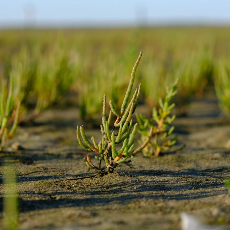 Der Queller als Pionierpflanze im Inselwatt
