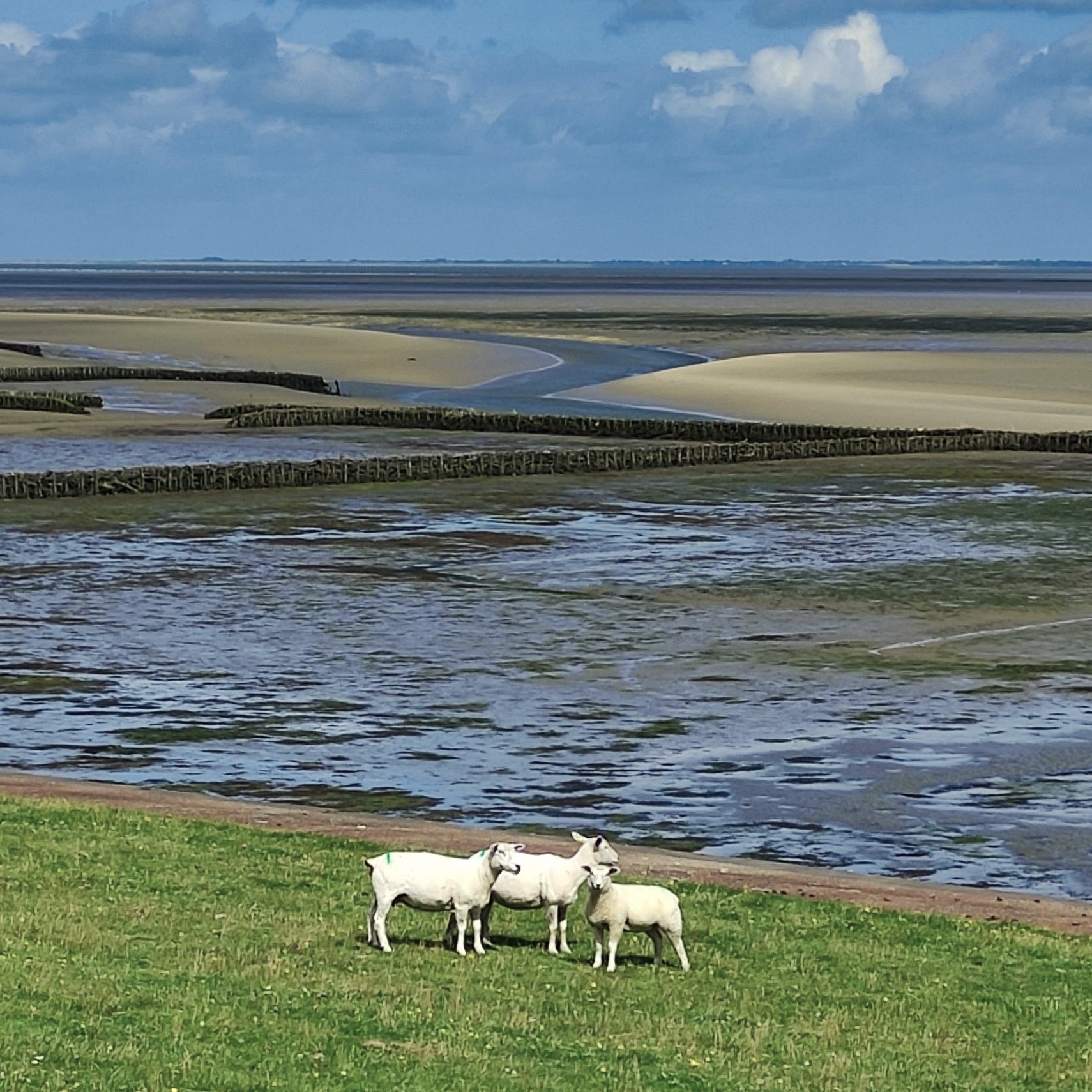 Wattführung von Föhr zum Festland