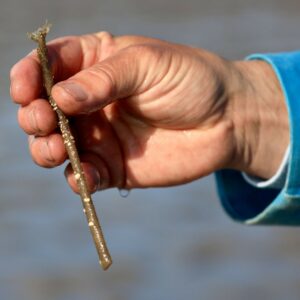 Wattführer Matthias Hansen mit einem Bäumchenröhrenwurm.