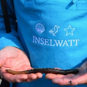 Wattführer Matthias Hansen zeigt einen Wattwurm.