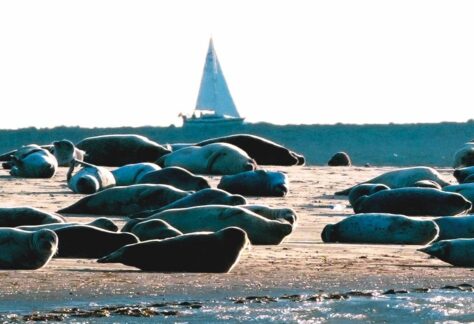 Wattwanderung Kormoraninsel und Seehunde