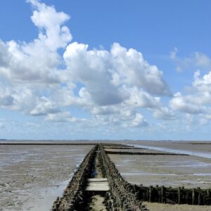Wattwanderung von Föhr zum Festland mit Nationalpark-Wattführer Matthias Hansen