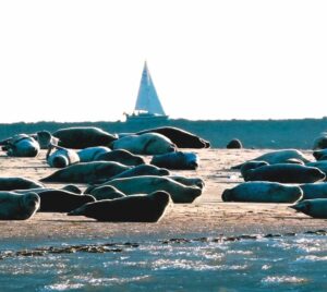 Wattführung Kormoraninsel und Seehunde